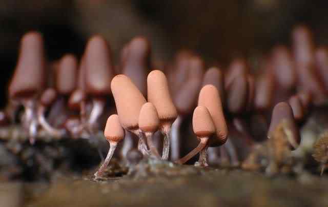 Os mais incríveis fungos e líquens da natureza slime mold 21 | Curiosidades | bizarro, curioso, fungos, incrível, líquens