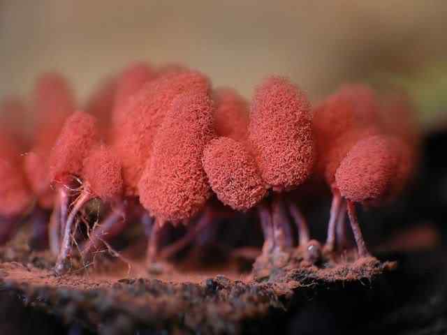 Os mais incríveis fungos e líquens da natureza slime mold 22 | Curiosidades | bizarro, curioso, fungos, incrível, líquens