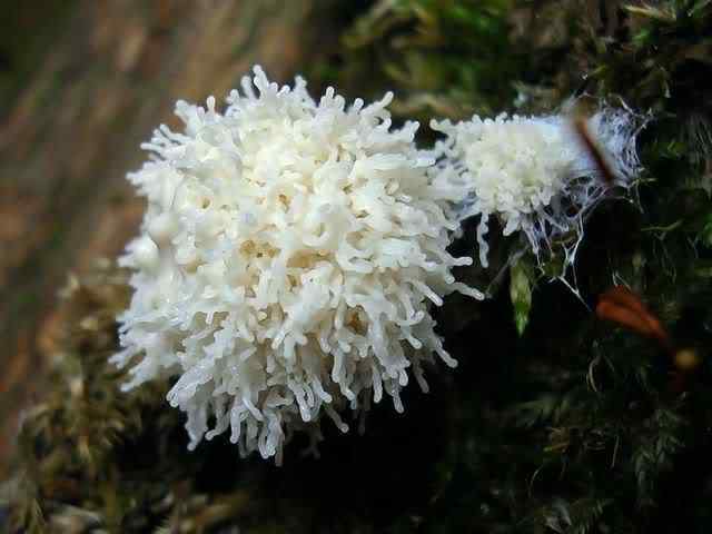 Os mais incríveis fungos e líquens da natureza slime mold 23 | Curiosidades | bizarro, curioso, fungos, incrível, líquens