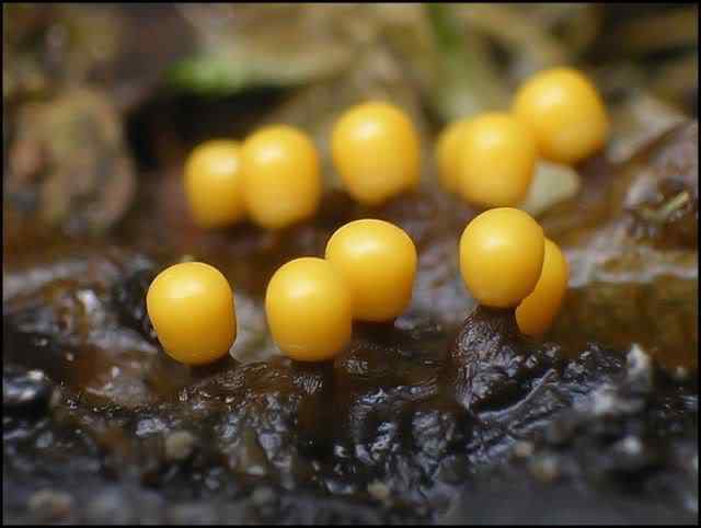 Os mais incríveis fungos e líquens da natureza slime mold 24 | Curiosidades | bizarro, curioso, fungos, incrível, líquens