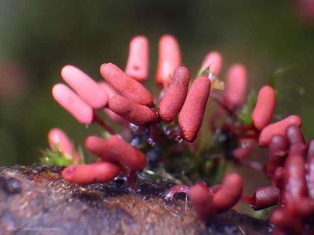 Os mais incríveis fungos e líquens da natureza slime mold 25 | Curiosidades | bizarro, curioso, fungos, incrível, líquens
