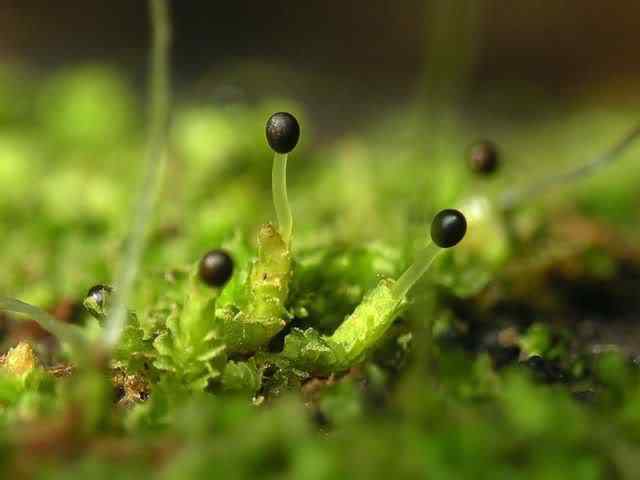 Os mais incríveis fungos e líquens da natureza slime mold 26 | Curiosidades | bizarro, curioso, fungos, incrível, líquens