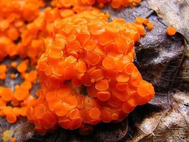 Os mais incríveis fungos e líquens da natureza slime mold 27 | Curiosidades | bizarro, curioso, fungos, incrível, líquens