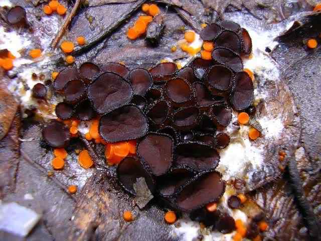 Os mais incríveis fungos e líquens da natureza slime mold 28 | Curiosidades | bizarro, curioso, fungos, incrível, líquens