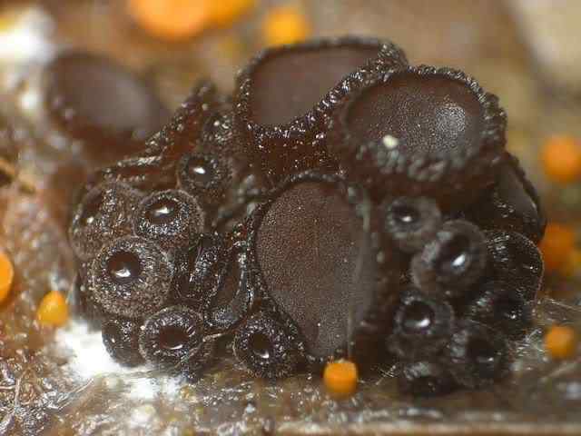 Os mais incríveis fungos e líquens da natureza slime mold 29 | Curiosidades | bizarro, curioso, fungos, incrível, líquens