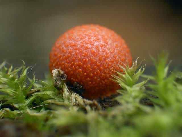 Os mais incríveis fungos e líquens da natureza slime mold 30 | Curiosidades | bizarro, curioso, fungos, incrível, líquens