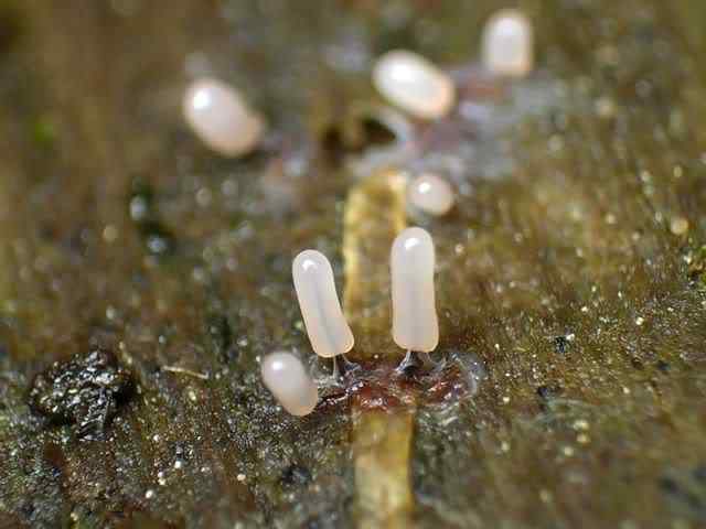 Os mais incríveis fungos e líquens da natureza slime mold 31 | Curiosidades | bizarro, curioso, fungos, incrível, líquens