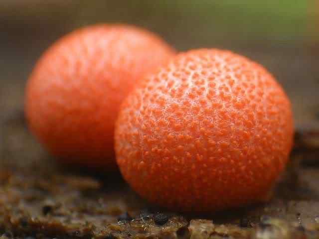 Os mais incríveis fungos e líquens da natureza slime mold 32 | Curiosidades | bizarro, curioso, fungos, incrível, líquens