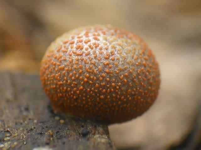 Os mais incríveis fungos e líquens da natureza slime mold 33 | Curiosidades | bizarro, curioso, fungos, incrível, líquens