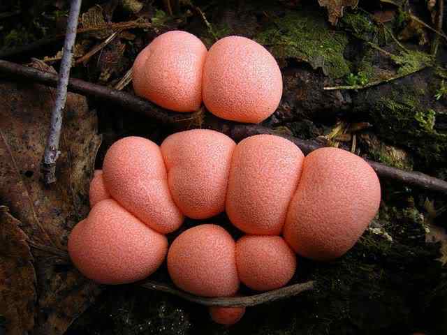 Os mais incríveis fungos e líquens da natureza slime mold 34 | Curiosidades | bizarro, curioso, fungos, incrível, líquens