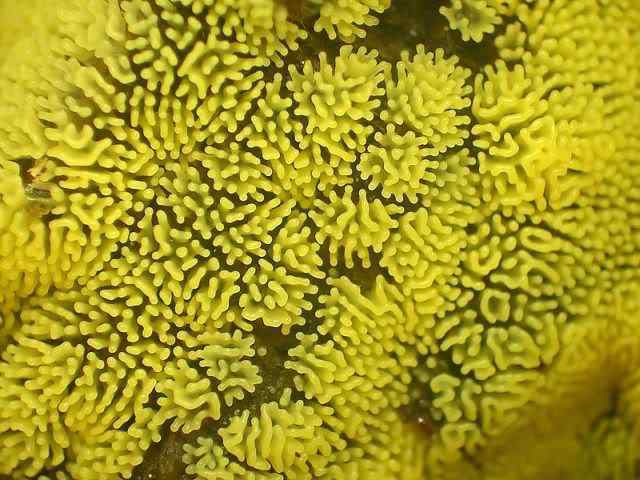 Os mais incríveis fungos e líquens da natureza slime mold 35 | Curiosidades | bizarro, curioso, fungos, incrível, líquens