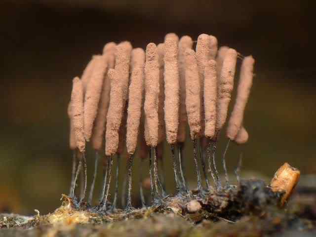 Os mais incríveis fungos e líquens da natureza slime mold 36 | Curiosidades | bizarro, curioso, fungos, incrível, líquens