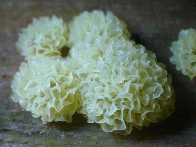 Os mais incríveis fungos e líquens da natureza slime mold 37 | Curiosidades | bizarro, curioso, fungos, incrível, líquens