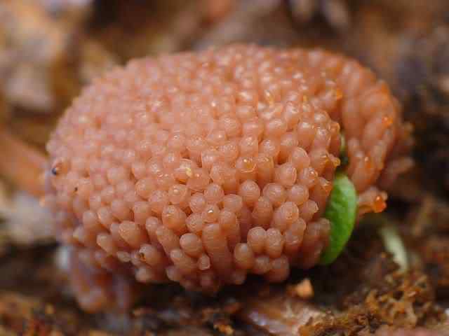 Os mais incríveis fungos e líquens da natureza slime mold 38 | Curiosidades | bizarro, curioso, fungos, incrível, líquens