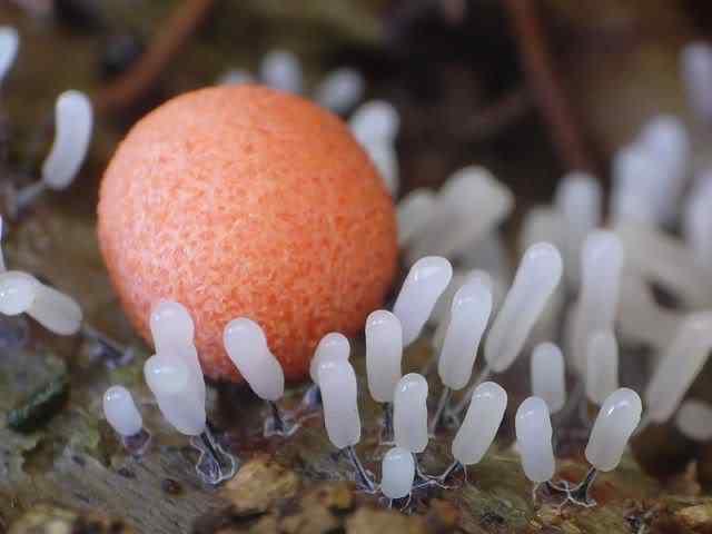 Os mais incríveis fungos e líquens da natureza slime mold 39 | Curiosidades | bizarro, curioso, fungos, incrível, líquens