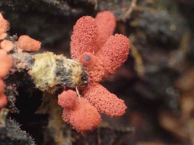 Os mais incríveis fungos e líquens da natureza slime mold 40 | Curiosidades | bizarro, curioso, fungos, incrível, líquens