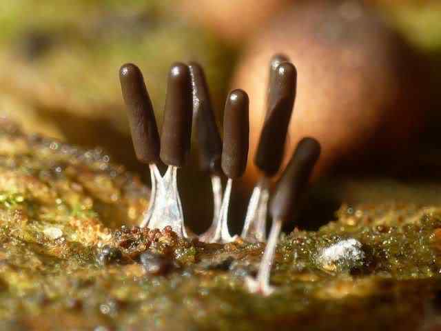 Os mais incríveis fungos e líquens da natureza slime mold 41 | Curiosidades | bizarro, curioso, fungos, incrível, líquens