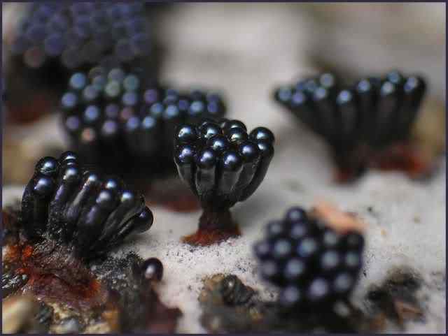 Os mais incríveis fungos e líquens da natureza slime mold 42 | Curiosidades | bizarro, curioso, fungos, incrível, líquens