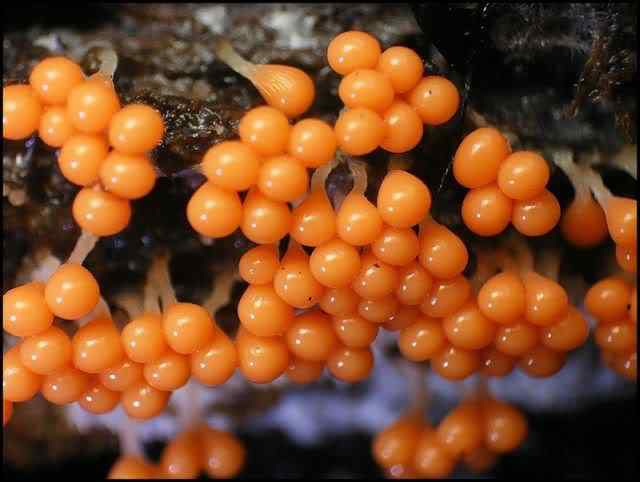 Os mais incríveis fungos e líquens da natureza slime mold 43 | Curiosidades | bizarro, curioso, fungos, incrível, líquens