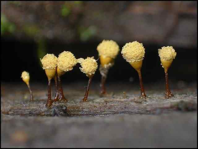 Os mais incríveis fungos e líquens da natureza slime mold 44 | Curiosidades | bizarro, curioso, fungos, incrível, líquens