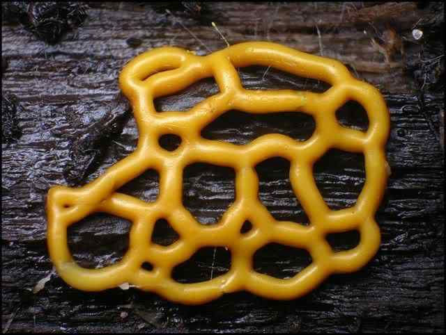 Os mais incríveis fungos e líquens da natureza slime mold 45 | Curiosidades | bizarro, curioso, fungos, incrível, líquens