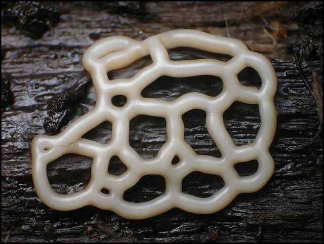 Os mais incríveis fungos e líquens da natureza slime mold 46 | Curiosidades | bizarro, curioso, fungos, incrível, líquens