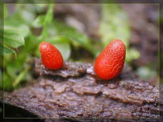 Os mais incríveis fungos e líquens da natureza slime mold 47 | Curiosidades | bizarro, curioso, fungos, incrível, líquens