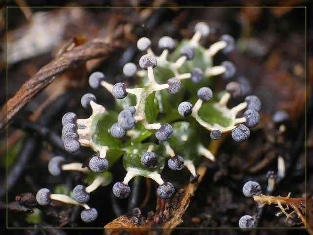 Os mais incríveis fungos e líquens da natureza slime mold 48 | Curiosidades | bizarro, curioso, fungos, incrível, líquens