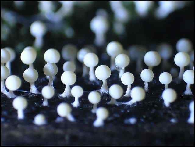 Os mais incríveis fungos e líquens da natureza slime mold 49 | Curiosidades | bizarro, curioso, fungos, incrível, líquens