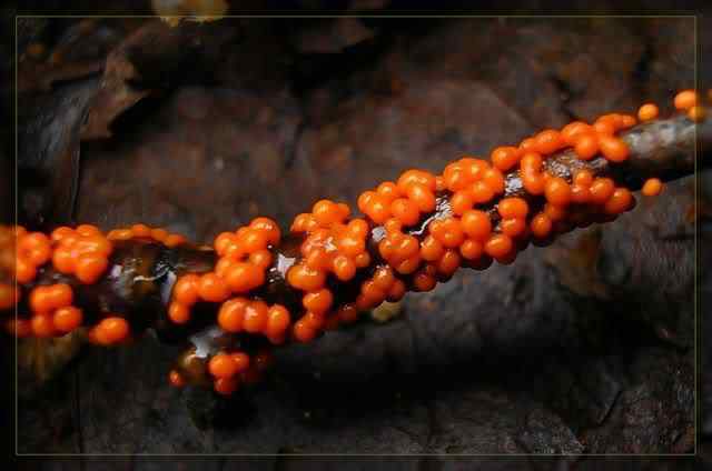 Os mais incríveis fungos e líquens da natureza slime mold 50 | Curiosidades | bizarro, curioso, fungos, incrível, líquens