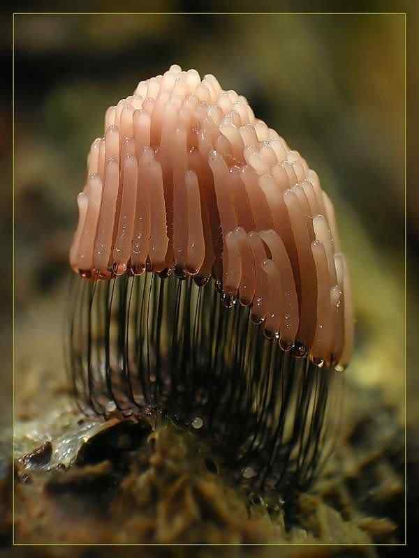 Os mais incríveis fungos e líquens da natureza slime mold 51 | Curiosidades | bizarro, curioso, fungos, incrível, líquens