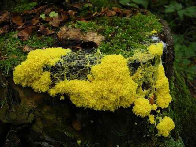 Os mais incríveis fungos e líquens da natureza slime mold 52 | Curiosidades | bizarro, curioso, fungos, incrível, líquens