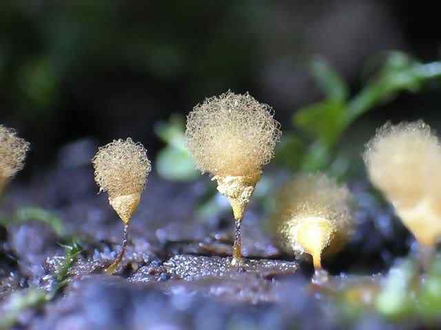 Os mais incríveis fungos e líquens da natureza slime mold 53 | Curiosidades | bizarro, curioso, fungos, incrível, líquens