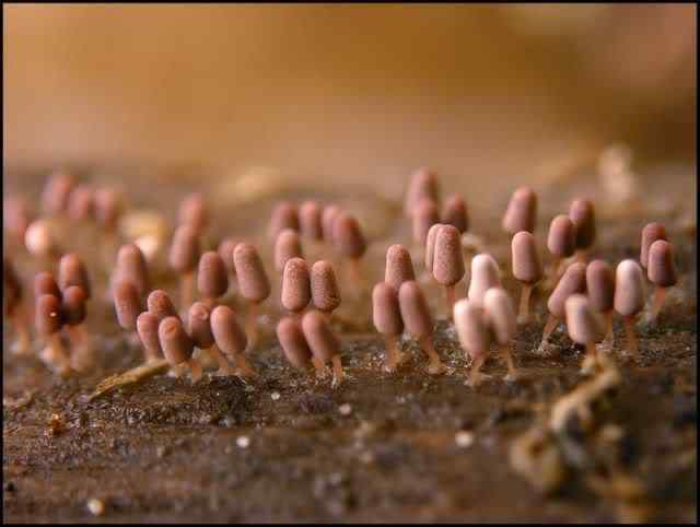 Os mais incríveis fungos e líquens da natureza slime mold 54 | Curiosidades | bizarro, curioso, fungos, incrível, líquens