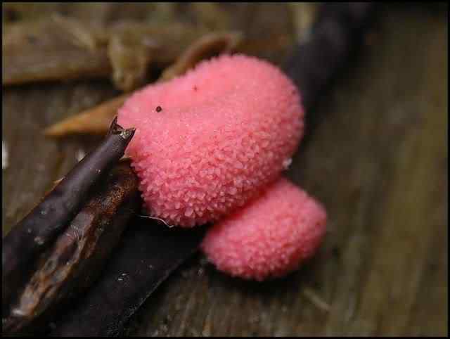 Os mais incríveis fungos e líquens da natureza slime mold 55 | Curiosidades | bizarro, curioso, fungos, incrível, líquens