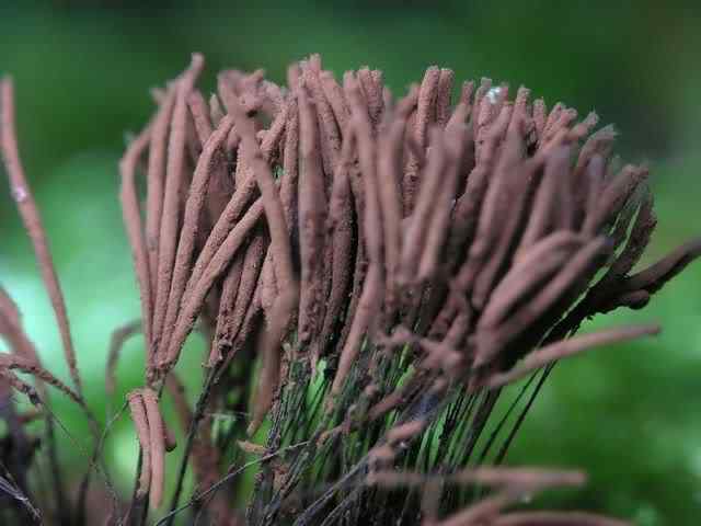 Os mais incríveis fungos e líquens da natureza slime mold 56 | Curiosidades | bizarro, curioso, fungos, incrível, líquens