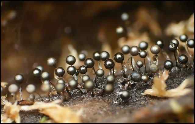 Os mais incríveis fungos e líquens da natureza slime mold 57 | Curiosidades | bizarro, curioso, fungos, incrível, líquens