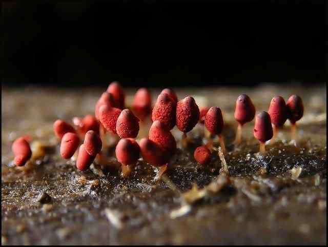 Os mais incríveis fungos e líquens da natureza slime mold 58 | Curiosidades | bizarro, curioso, fungos, incrível, líquens