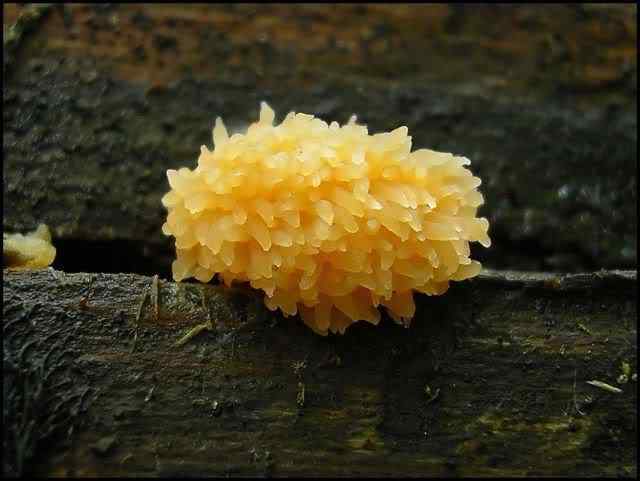 Os mais incríveis fungos e líquens da natureza slime mold 59 | Curiosidades | bizarro, curioso, fungos, incrível, líquens