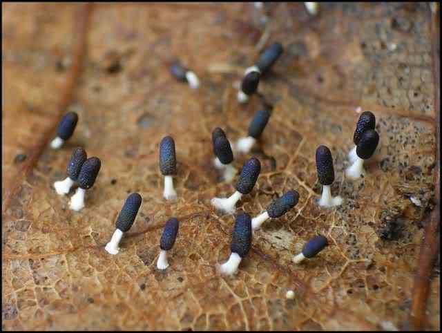 Os mais incríveis fungos e líquens da natureza slime mold 60 | Curiosidades | bizarro, curioso, fungos, incrível, líquens