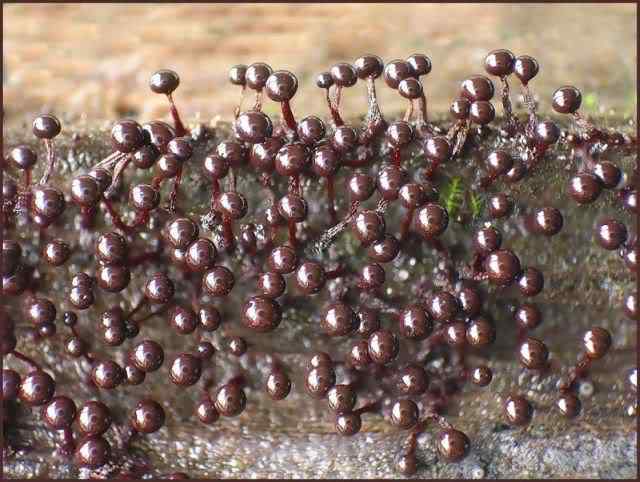 Os mais incríveis fungos e líquens da natureza slime mold 61 | Curiosidades | bizarro, curioso, fungos, incrível, líquens