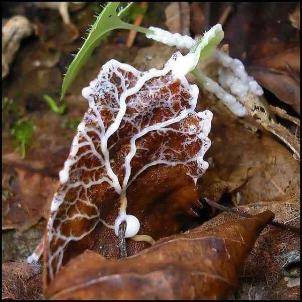 Os mais incríveis fungos e líquens da natureza slime mold 62 | Curiosidades | bizarro, curioso, fungos, incrível, líquens