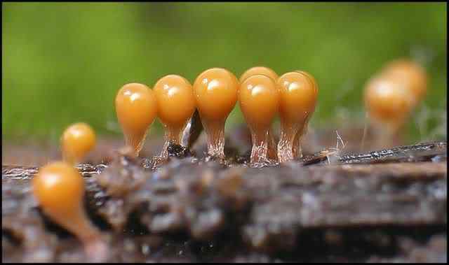 Os mais incríveis fungos e líquens da natureza slime mold 63 | Curiosidades | bizarro, curioso, fungos, incrível, líquens