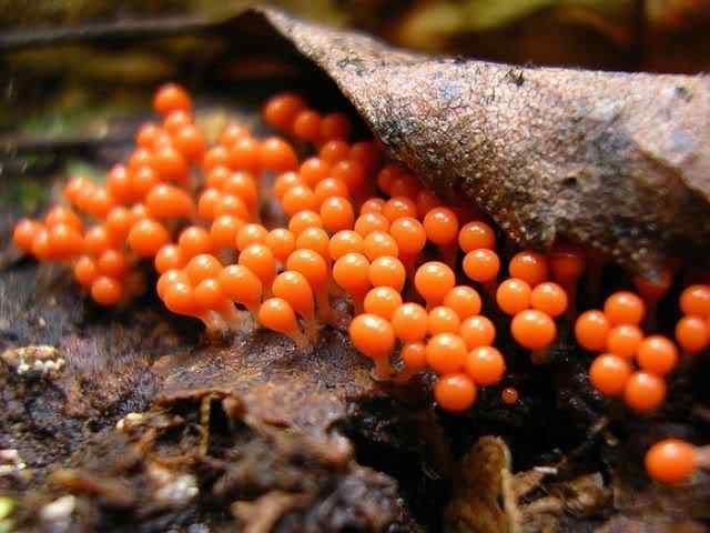 Os mais incríveis fungos e líquens da natureza slime mold 64 | Curiosidades | bizarro, curioso, fungos, incrível, líquens