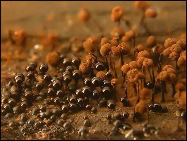 Os mais incríveis fungos e líquens da natureza slime mold 65 | Curiosidades | bizarro, curioso, fungos, incrível, líquens
