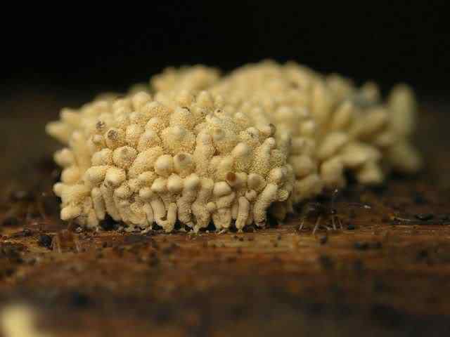 Os mais incríveis fungos e líquens da natureza slime mold 66 | Curiosidades | bizarro, curioso, fungos, incrível, líquens