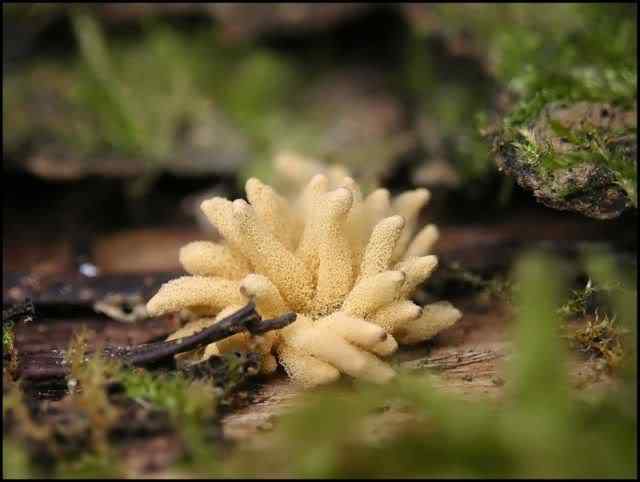Os mais incríveis fungos e líquens da natureza slime mold 67 | Curiosidades | bizarro, curioso, fungos, incrível, líquens