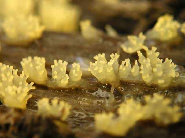Os mais incríveis fungos e líquens da natureza slime mold 68 | Curiosidades | bizarro, curioso, fungos, incrível, líquens