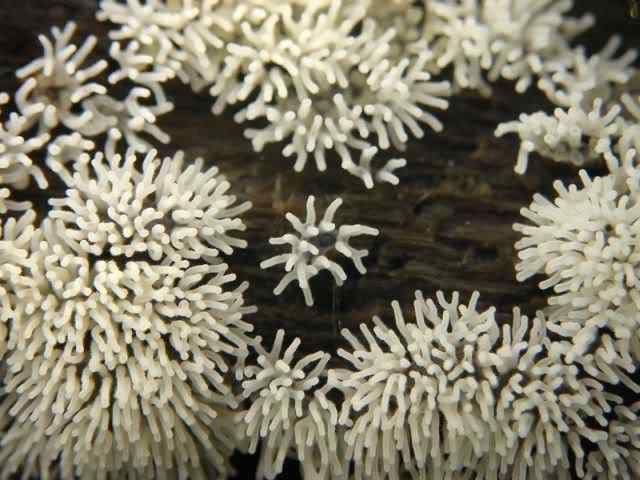 Os mais incríveis fungos e líquens da natureza slime mold 69 | Curiosidades | bizarro, curioso, fungos, incrível, líquens
