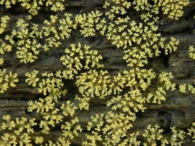 Os mais incríveis fungos e líquens da natureza slime mold 70 | Curiosidades | bizarro, curioso, fungos, incrível, líquens